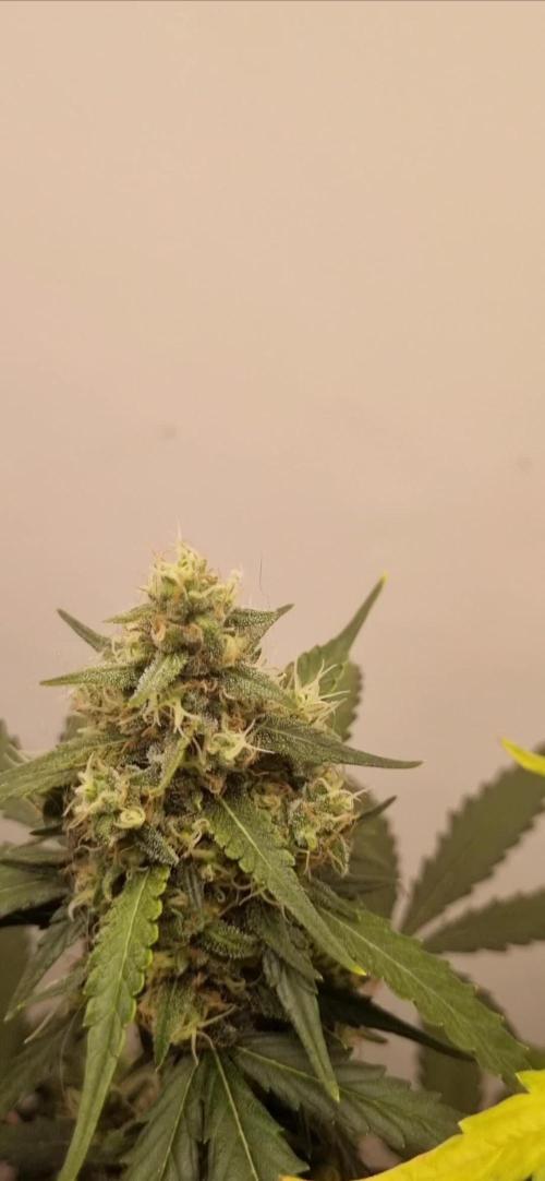 12h from seed AkAuto!