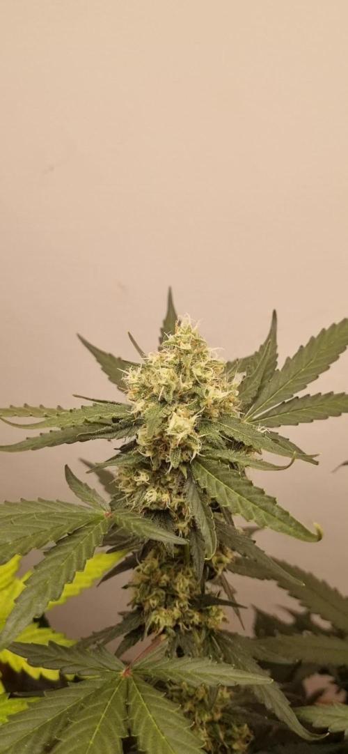 12h from seed AkAuto! 2