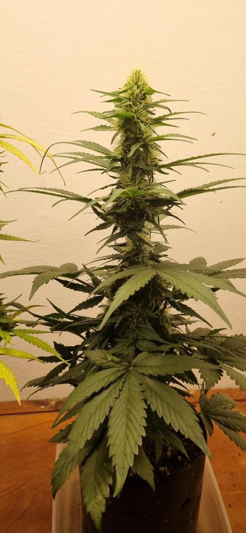 12h from seed GreatWhiteShark!. Week 7 - 21/10 - 43d