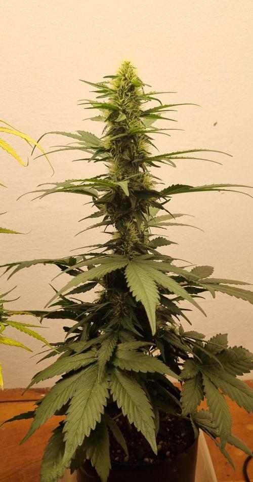 12h from seed GreatWhiteShark!. Week 7 - 22/10 - 44d
