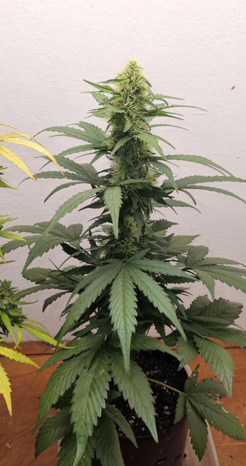 12h from seed GreatWhiteShark!. Week 7 - 23/10 - 45d
