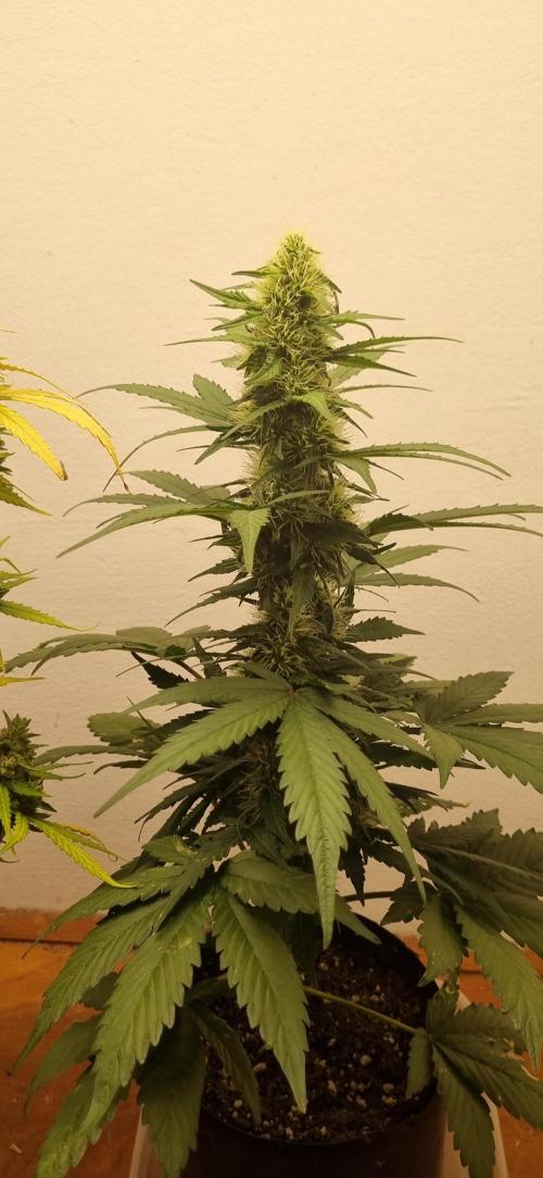 12h from seed GreatWhiteShark!. Week 7 - 24/10 - 46d
