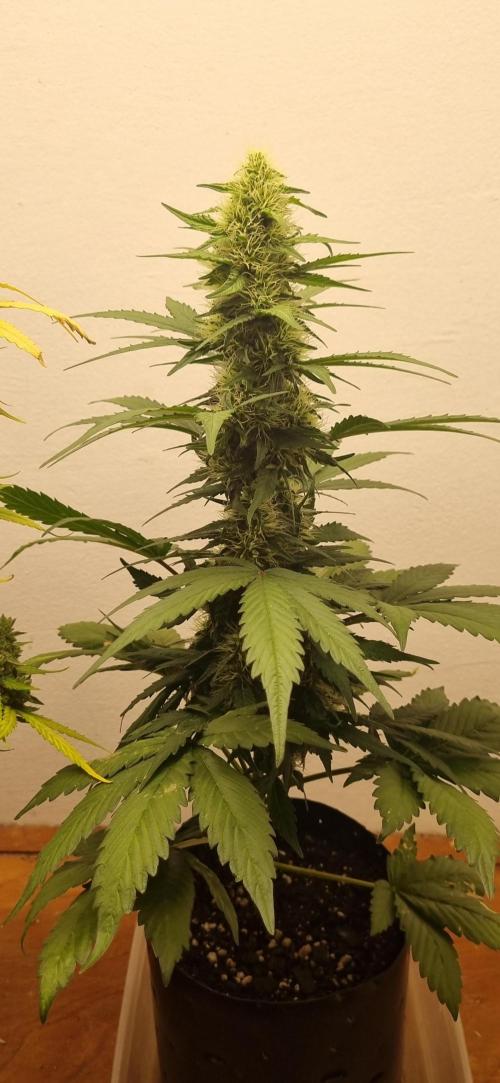 12h from seed GreatWhiteShark!. Week 7 - 27/10 - 49d