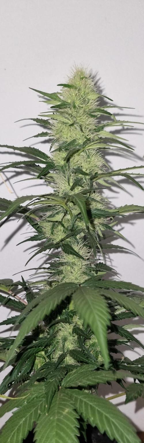 12h from seed GreatWhiteShark!. Week 7 - No light