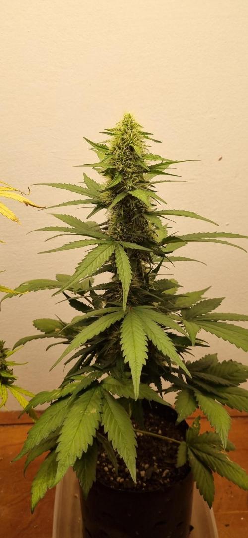12h from seed GreatWhiteShark!. Week 8 - 28/10 - 50d