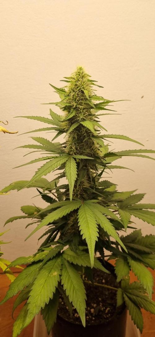 12h from seed GreatWhiteShark!. Week 8 - 29/10 - 51d