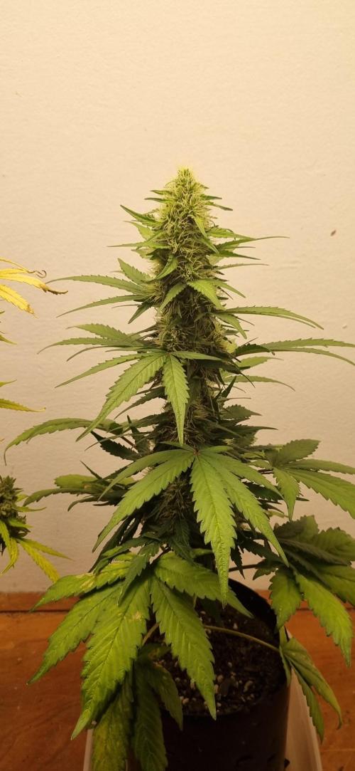 12h from seed GreatWhiteShark!. Week 8 - 30/10 - 52d