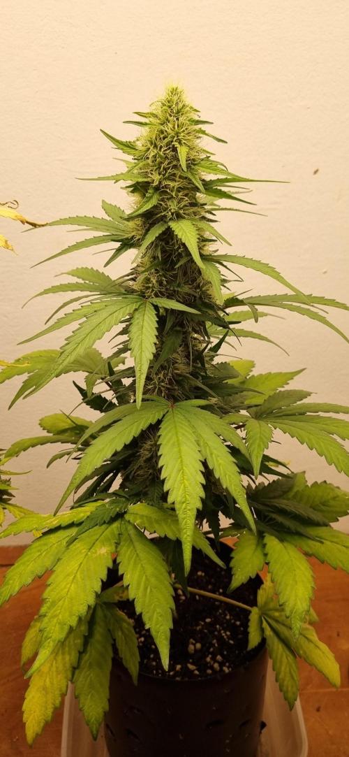 12h from seed GreatWhiteShark!. Week 8 - 31/10 - 53d