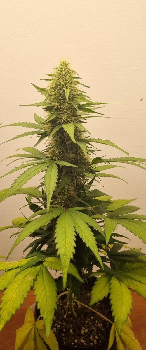 12h from seed GreatWhiteShark!. Week 8 - 01/11 - 54d