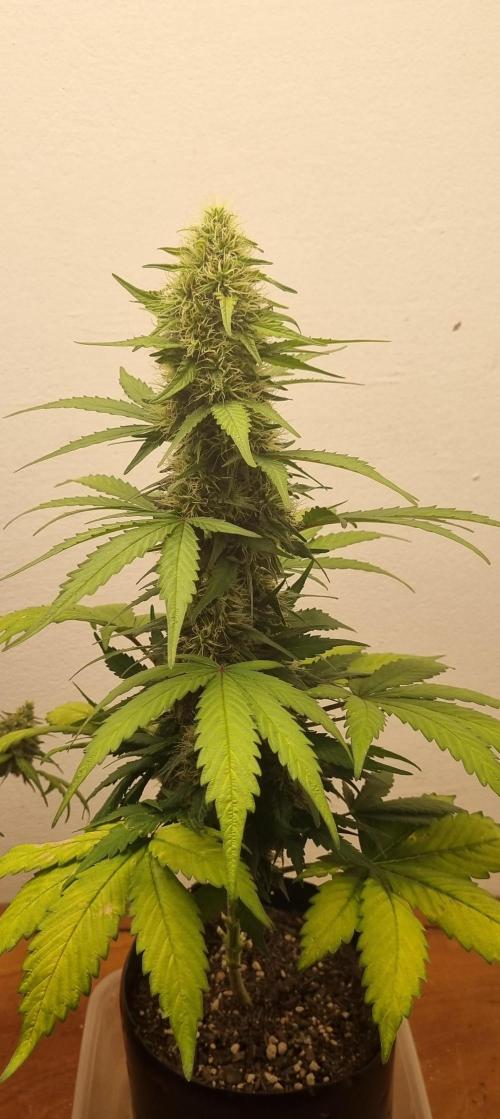 12h from seed GreatWhiteShark!. Week 8 - 02/11 - 55d