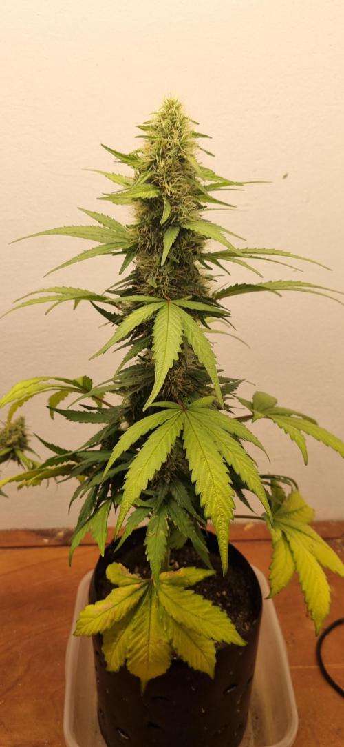12h from seed GreatWhiteShark!. Week 8 - 03/11 - 56d