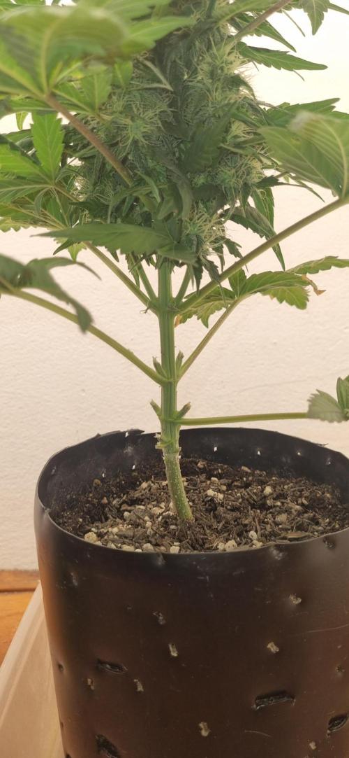 12h from seed GreatWhiteShark!. Week 8 - no light underneath, defoliation