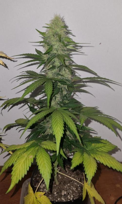12h from seed GreatWhiteShark!. Week 8 - no light