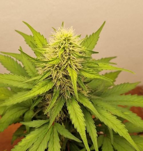 12h from seed GreatWhiteShark!. Week 8 - top