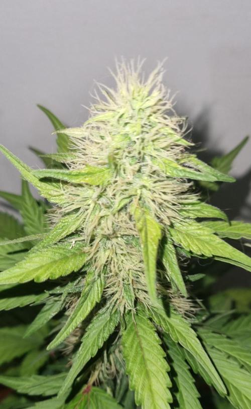 12h from seed GreatWhiteShark!. Week 8 - top no light