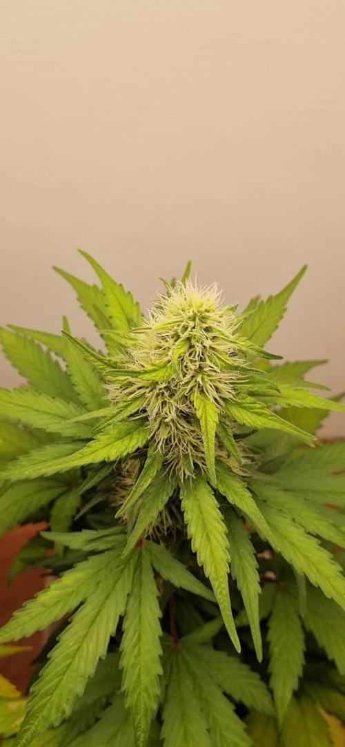 12h from seed GreatWhiteShark!
