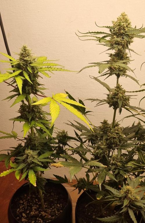 12h from seed AkAuto! 2. Week 9 - 20/10 - 57d