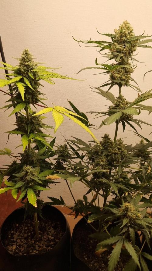 12h from seed AkAuto! 2. Week 9 - 21/10 - 58d