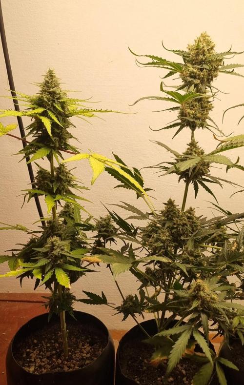 12h from seed AkAuto! 2. Week 9 - 22/10 - 59d