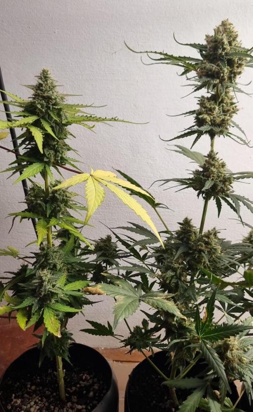 12h from seed AkAuto! 2. Week 9 - 23/10 - 60d