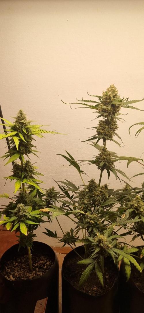 12h from seed AkAuto! 2. Week 9 - 24/10 - 61d