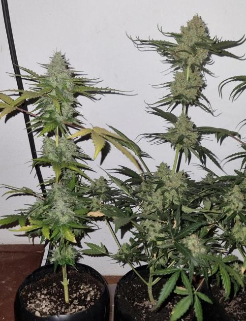 12h from seed AkAuto! 2. Week 9 - no light