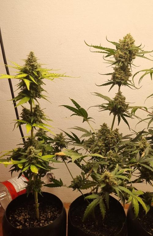 12h from seed AkAuto! 2. Week 10 - 27/10 - 64d