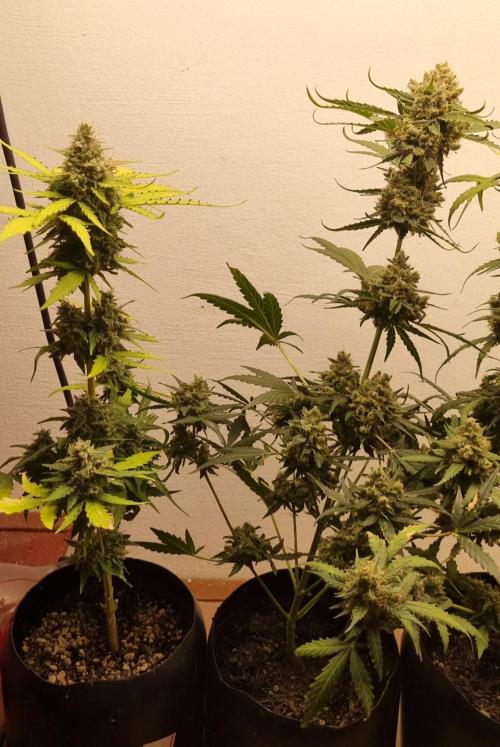 12h from seed AkAuto! 2. Week 10 - 28/10 - 65d