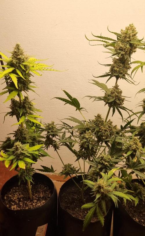 12h from seed AkAuto! 2. Week 10 - 29/10 - 66d