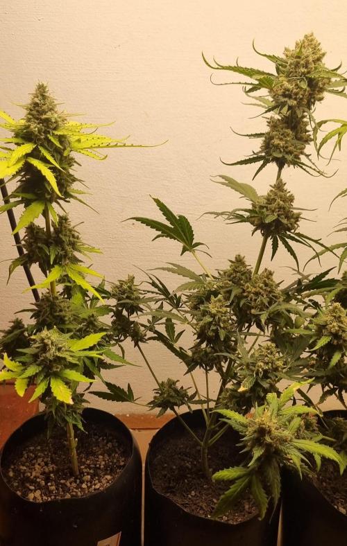 12h from seed AkAuto! 2. Week 10 - 30/10 - 67d