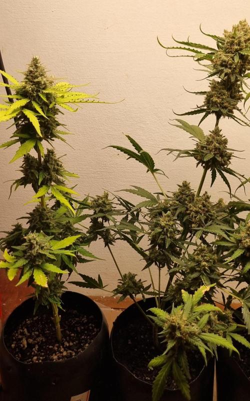 12h from seed AkAuto! 2. Week 10 - 31/10 - 68d