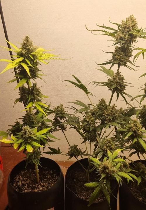 12h from seed AkAuto! 2. Week 10 - 01/11 - 69d