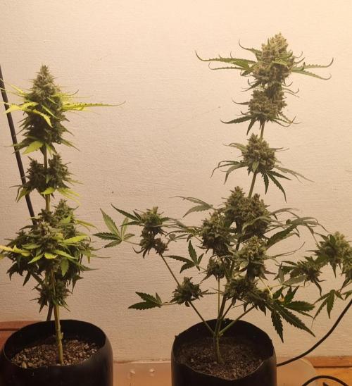 12h from seed AkAuto! 2. Week 10 - 02/11 - 70d