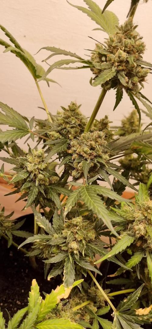 12h from seed AkAuto! 2