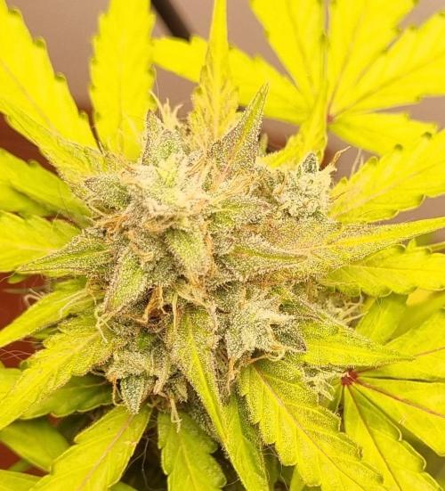 12h from seed AkAuto! 2. Week 10 - ak 3