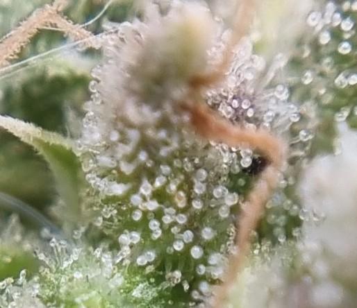 12h from seed AkAuto! 2. Week 10 - trichomes
