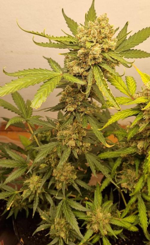 12h from seed AkAuto! 2. Week 10 - ak 4