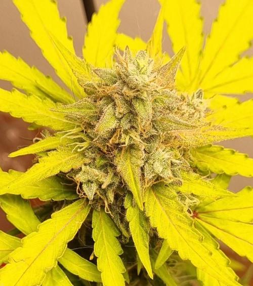 12h from seed AkAuto! 2. Week 10 - ak 3