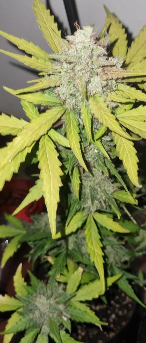 12h from seed AkAuto! 2. Week 10 - ak 3 no light