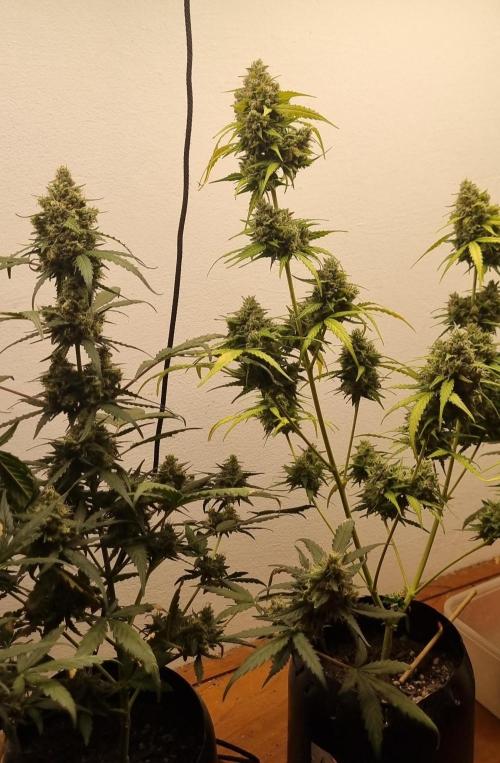 12h from seed AkAuto!. Week 9 - 19/10 - 57d