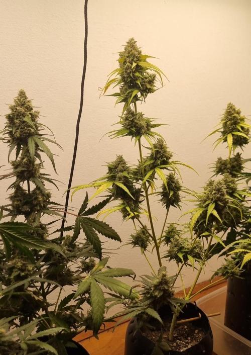 12h from seed AkAuto!. Week 9 - 20/10 - 58d