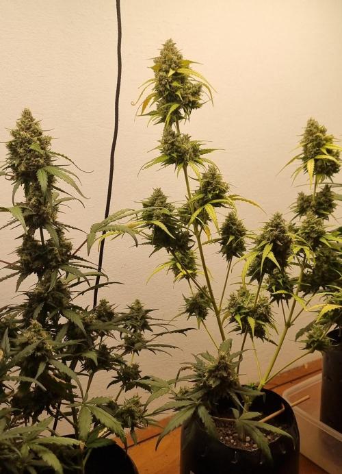 12h from seed AkAuto!. Week 9 - 21/10 - 59d
