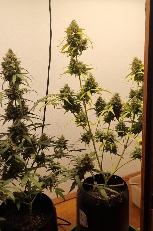 12h from seed AkAuto!. Week 9 - 22/10 - 60d