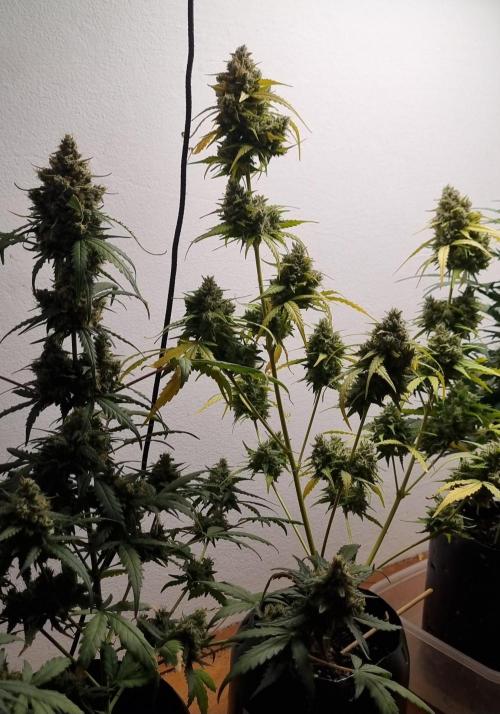 12h from seed AkAuto!. Week 9 - 23/10 - 61d