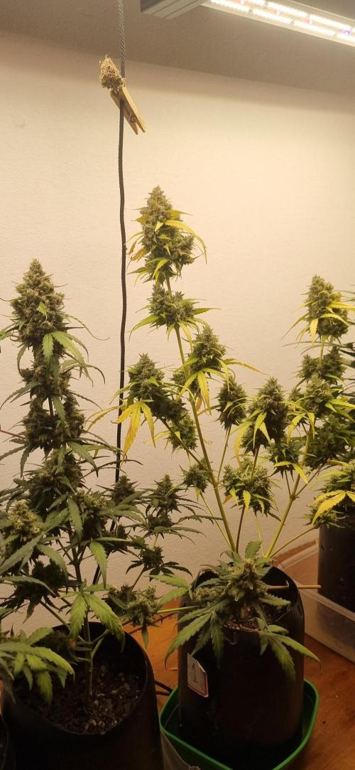 12h from seed AkAuto!. Week 9 - 24/10 - 62d