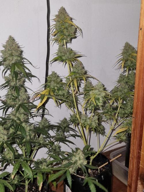 12h from seed AkAuto!. Week 9 - no light