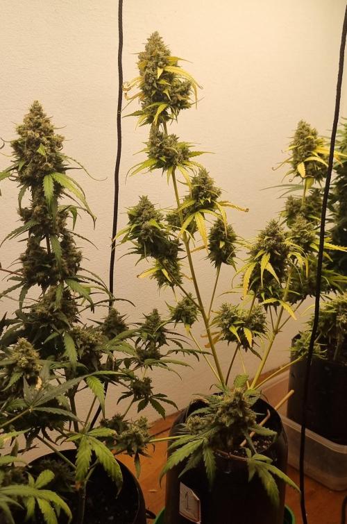 12h from seed AkAuto!. Week 10 - 27/10 - 65d