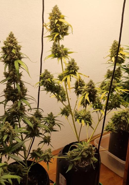 12h from seed AkAuto!. Week 10 - 28/10 - 66d