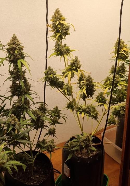 12h from seed AkAuto!. Week 10 - 29/10 - 67d
