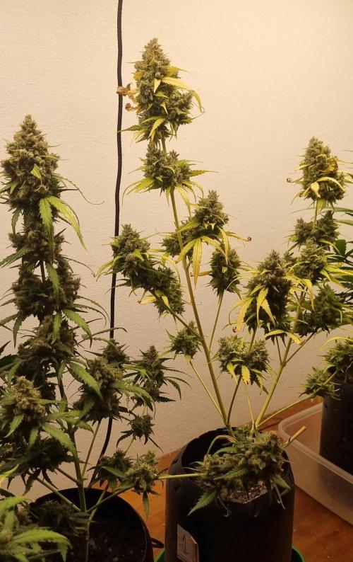 12h from seed AkAuto!. Week 10 - 30/10 - 68d